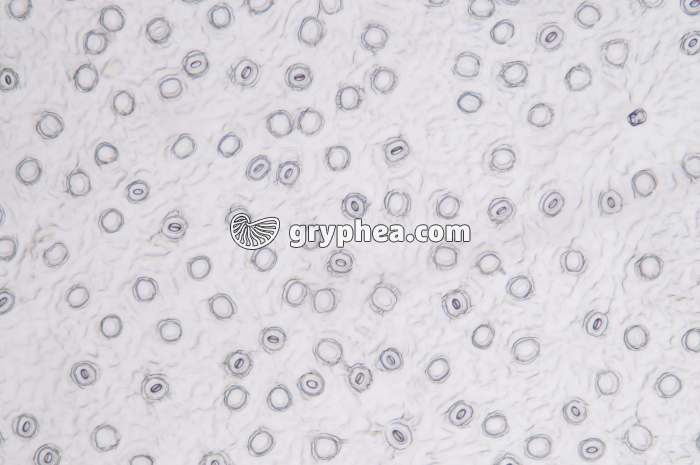 Stomates d'une feuille de Lierre - vue de la face inférieure (abaxiale) x25 - gryphea.com